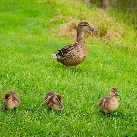 بيت للعطل Lillie Constable Burton